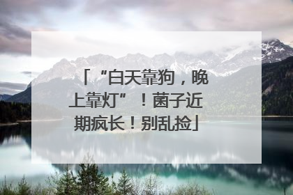 “白天靠狗，晚上靠灯”！菌子近期疯长！别乱捡
