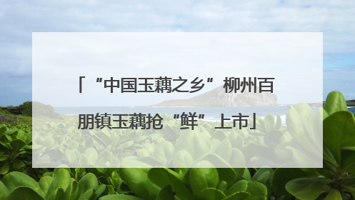 “中国玉藕之乡”柳州百朋镇玉藕抢“鲜”上市