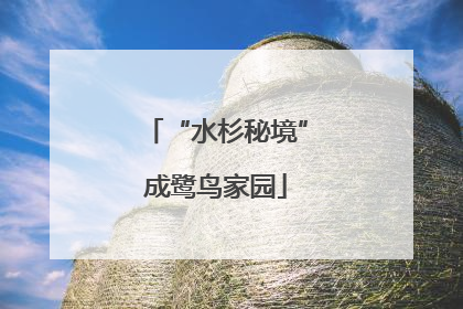 “水杉秘境”成鹭鸟家园