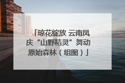 琼花绽放 云南凤庆“山野精灵”舞动原始森林（组图）