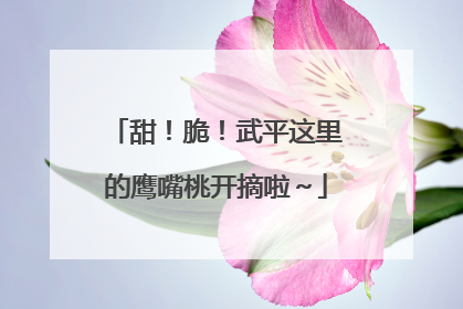 甜！脆！武平这里的鹰嘴桃开摘啦～