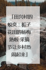 田兴村的蜕变：栀子花田的杨梅熟啦 采摘节让乡村热闹起来