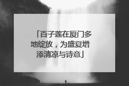 百子莲在厦门多地绽放，为盛夏增添清凉与诗意