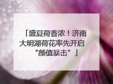 盛夏荷香浓！济南大明湖荷花率先开启“颜值暴击”