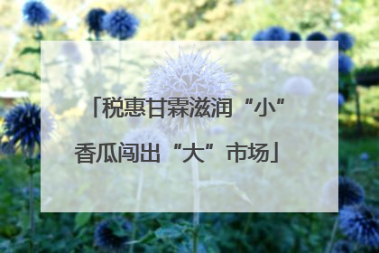 税惠甘霖滋润“小”香瓜闯出“大”市场