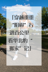 穿越重重“阻碍”行进百公里 看华北豹“搬家”记