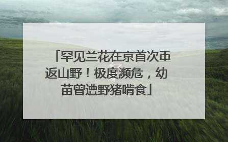 罕见兰花在京首次重返山野！极度濒危，幼苗曾遭野猪啃食