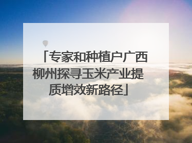 专家和种植户广西柳州探寻玉米产业提质增效新路径