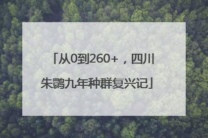 从0到260+，四川朱鹮九年种群复兴记