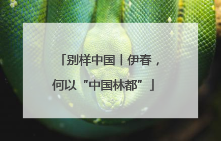 别样中国丨伊春，何以“中国林都”