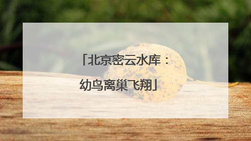 北京密云水库：幼鸟离巢飞翔