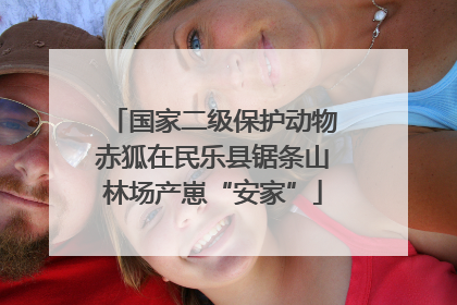 国家二级保护动物赤狐在民乐县锯条山林场产崽“安家”