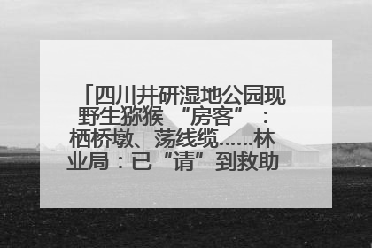 四川井研湿地公园现野生猕猴 “房客”：栖桥墩、荡线缆……林业局：已“请”到救助站，将放归自然