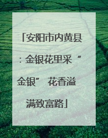 安阳市内黄县：金银花里采“金银” 花香溢满致富路