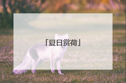 夏日赏荷