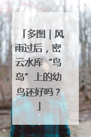 多图｜风雨过后，密云水库“鸟岛”上的幼鸟还好吗？