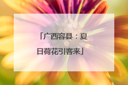 广西容县：夏日荷花引客来