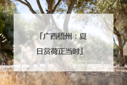 广西梧州：夏日赏荷正当时