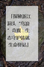 探秘浙江洞头“鸟浪”奇观：生态守护铸就生命驿站