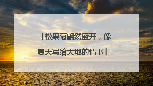 松果菊翩然盛开，像夏天写给大地的情书