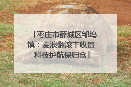 枣庄市薛城区邹坞镇：麦浪翻滚丰收景 科技护航保归仓