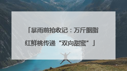 暴雨前抢收记：万斤胭脂红鲜桃传递“双向甜蜜”