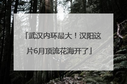 武汉内环最大！汉阳这片6月顶流花海开了