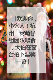 欢迎你，小客人！杭州一窝萌仔组团求喂食，大伯在窗台拍下温馨一幕