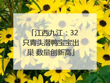江西九江：32只青头潜鸭宝宝出巢 数量创新高