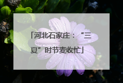 河北石家庄：“三夏”时节麦收忙