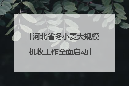 河北省冬小麦大规模机收工作全面启动