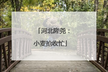 河北隆尧：小麦抢收忙