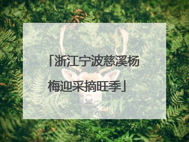 浙江宁波慈溪杨梅迎采摘旺季