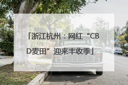 浙江杭州：网红“CBD麦田”迎来丰收季
