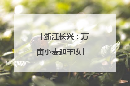 浙江长兴：万亩小麦迎丰收