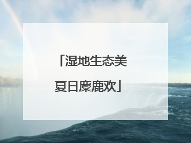 湿地生态美 夏日麋鹿欢