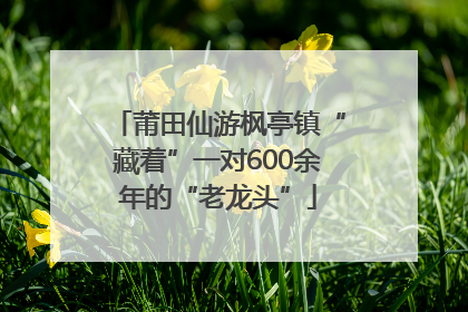 莆田仙游枫亭镇“藏着”一对600余年的“老龙头”