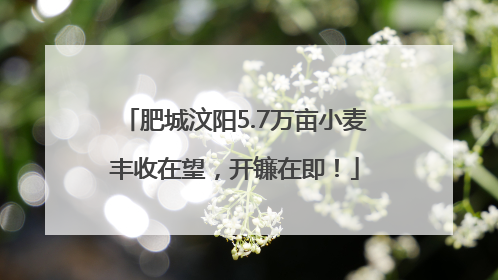 肥城汶阳5.7万亩小麦丰收在望，开镰在即！