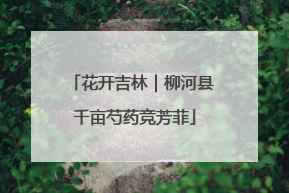 花开吉林｜柳河县千亩芍药竞芳菲