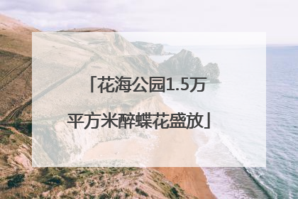 花海公园1.5万平方米醉蝶花盛放