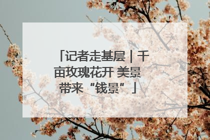 记者走基层｜千亩玫瑰花开 美景带来“钱景”