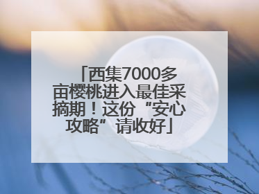 西集7000多亩樱桃进入最佳采摘期！这份“安心攻略”请收好