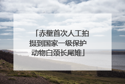 赤壁首次人工拍摄到国家一级保护动物白颈长尾雉