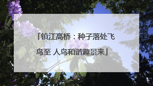 镇江高桥：种子落处飞鸟至 人鸟和谐趣景来
