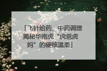 飞针给药、中药调理 揭秘华南虎“虎爸虎妈”的硬核温柔
